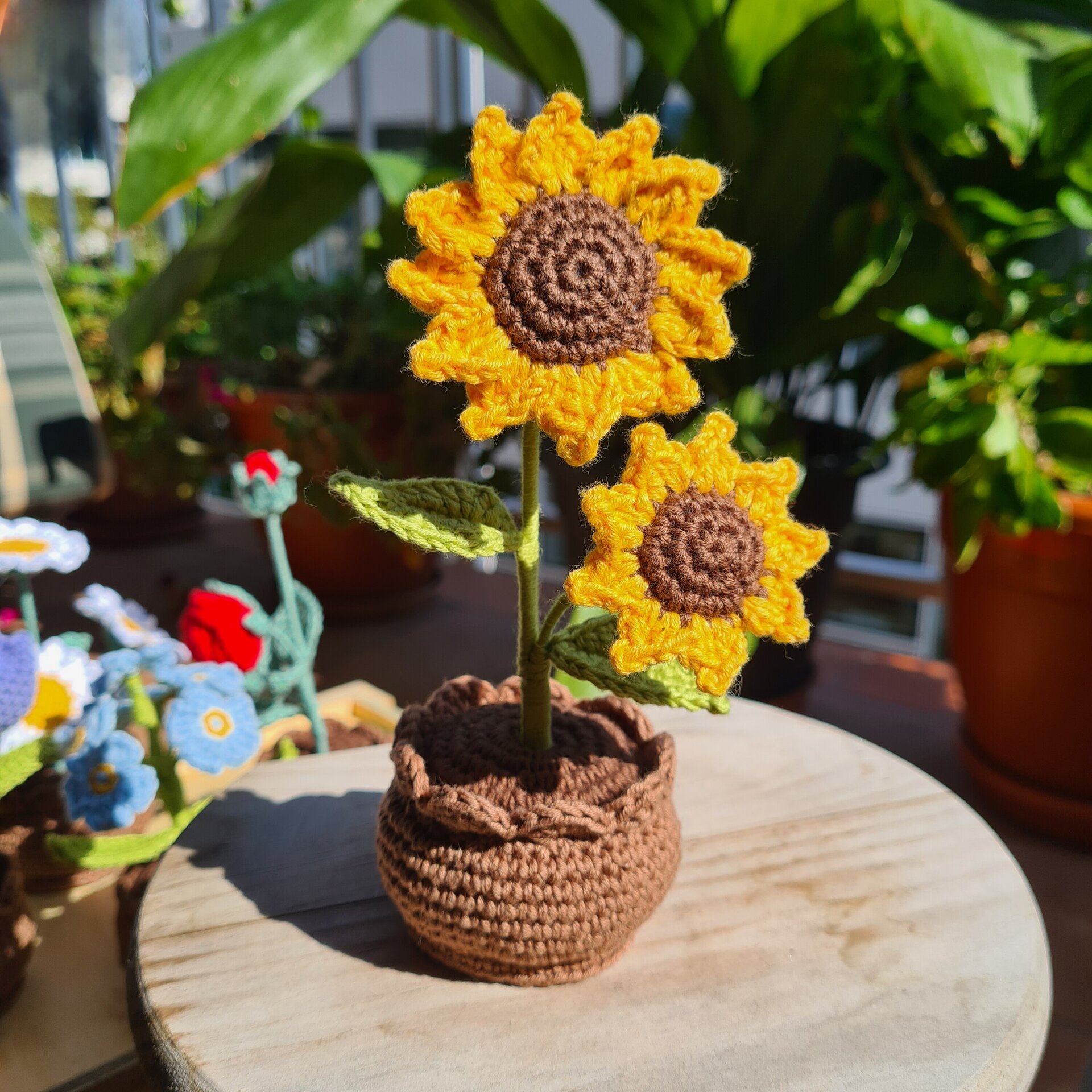 Plantas en maceta - 6