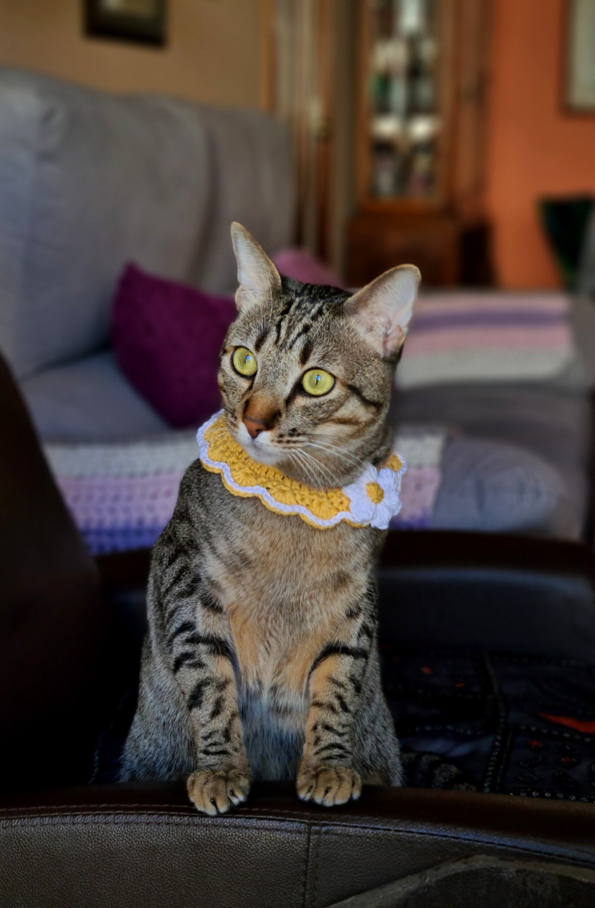 Flor- collar para gatitos - 2