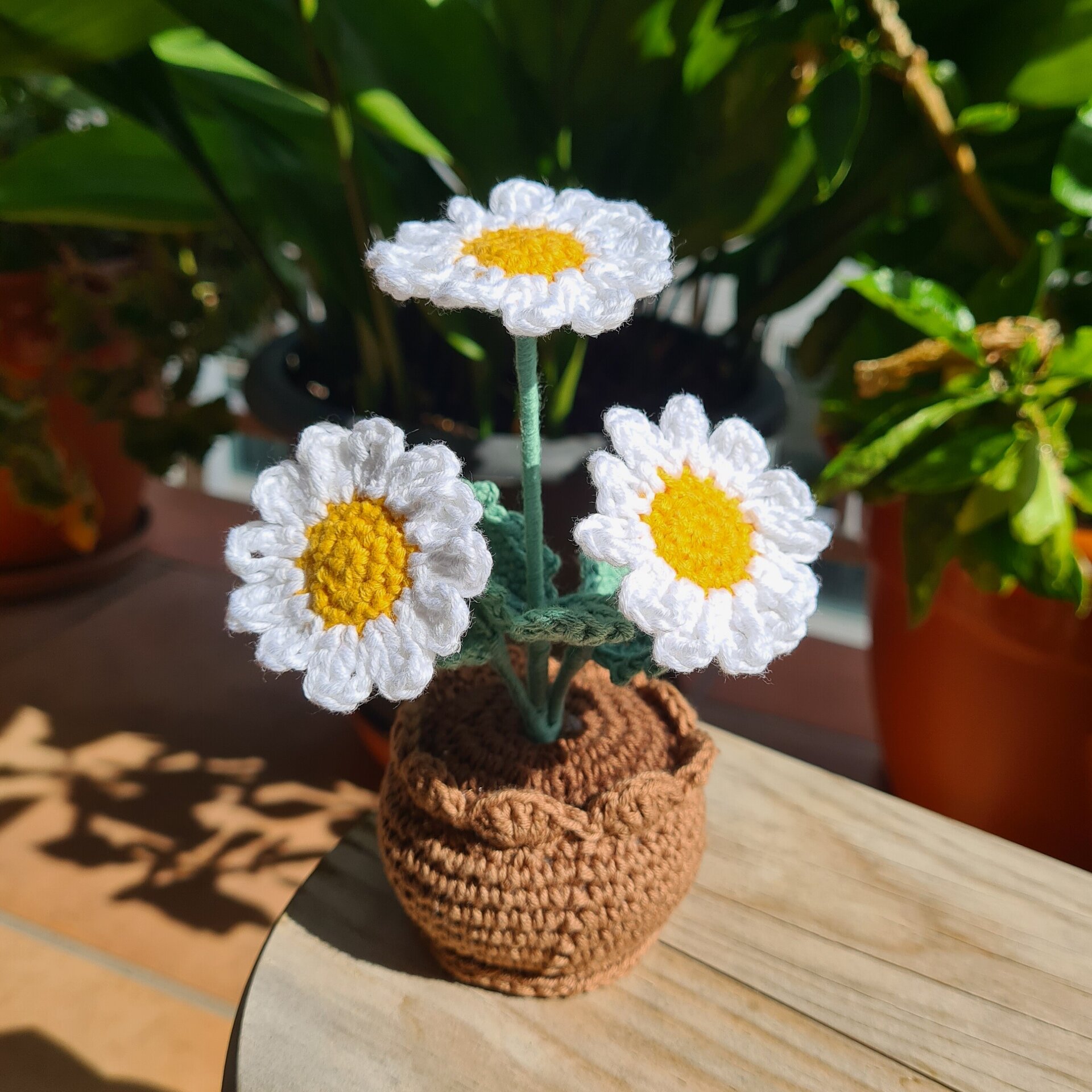 Plantas en maceta - 2