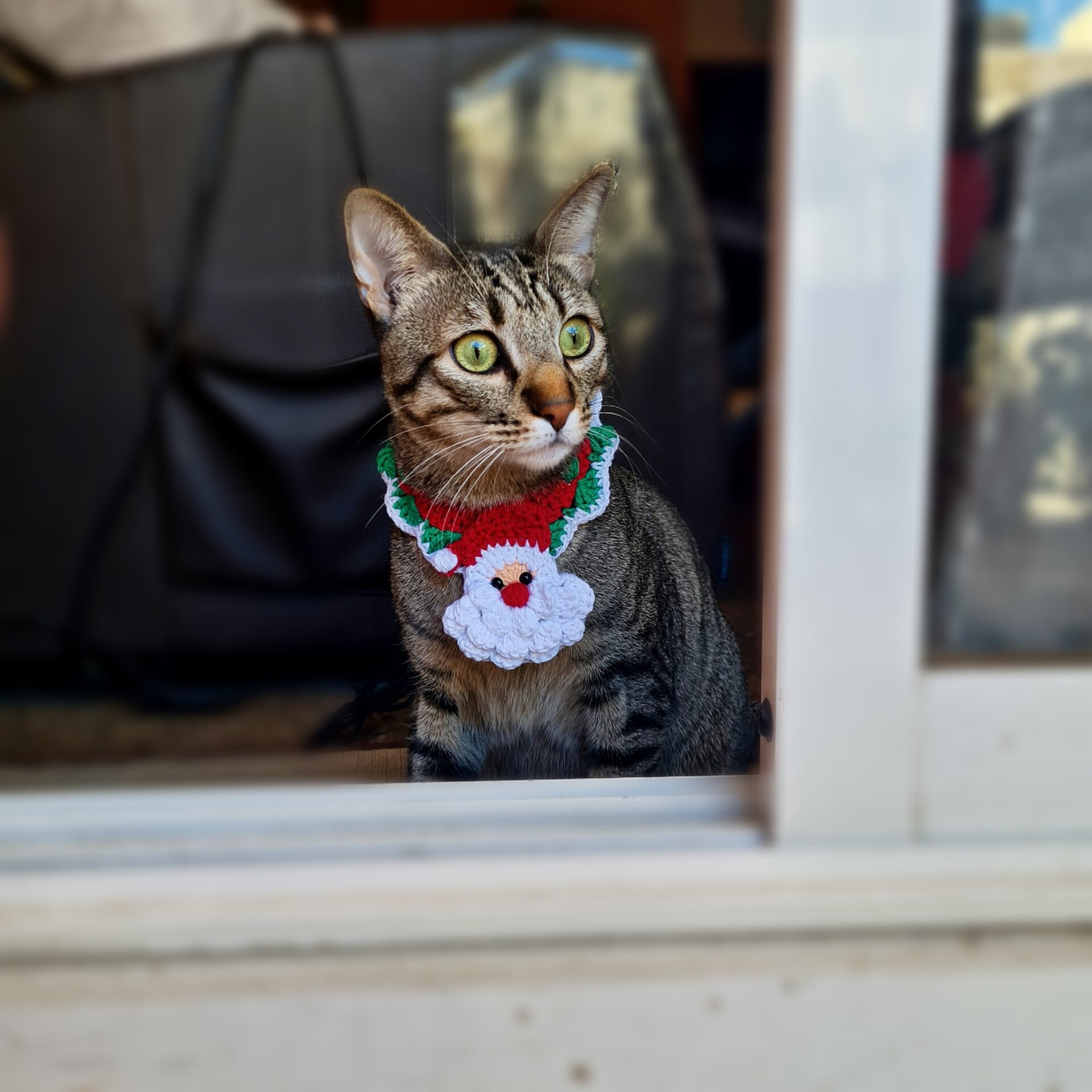 Navidad- collar para gatitos - 2
