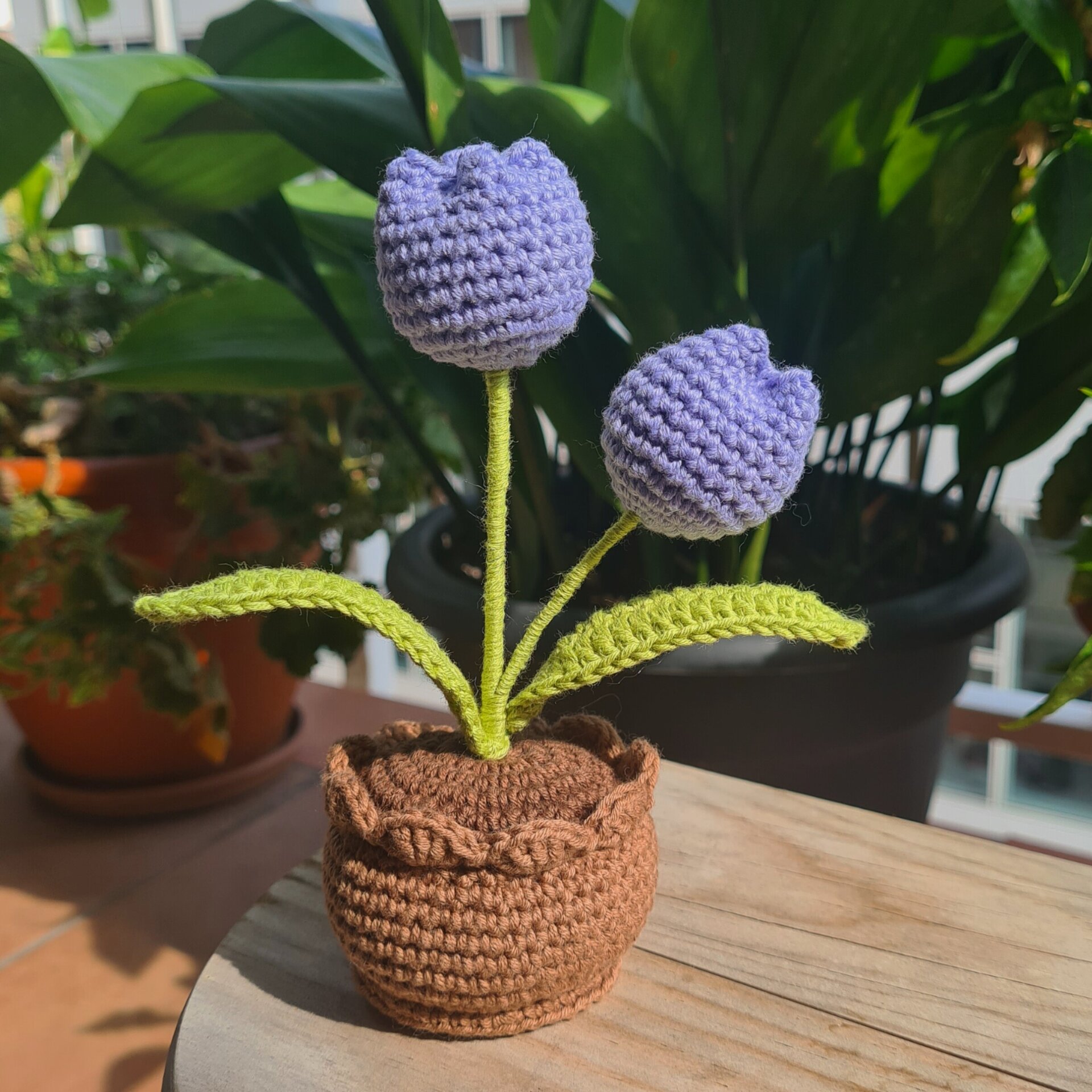 Plantas en maceta - 3
