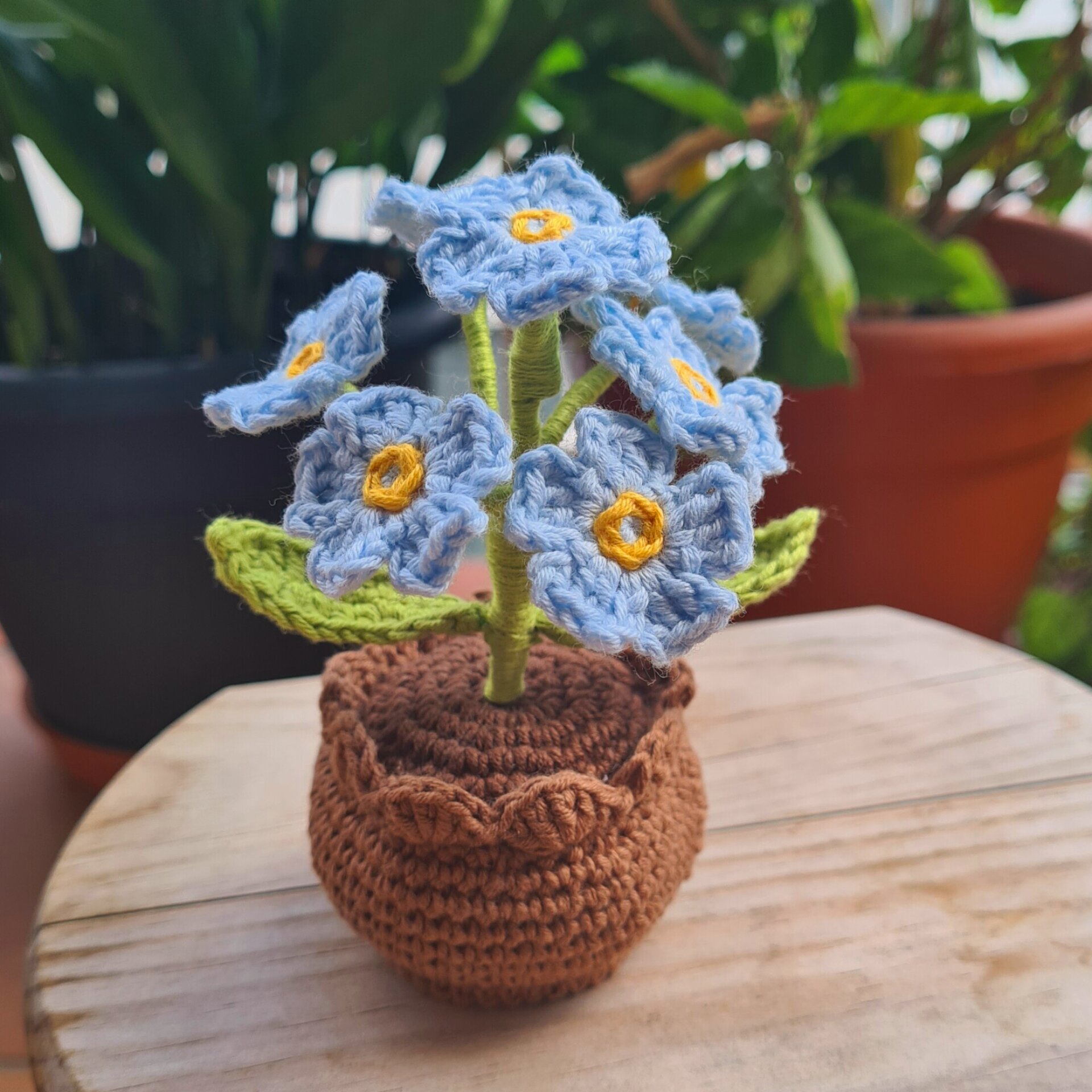 Plantas en maceta - 5