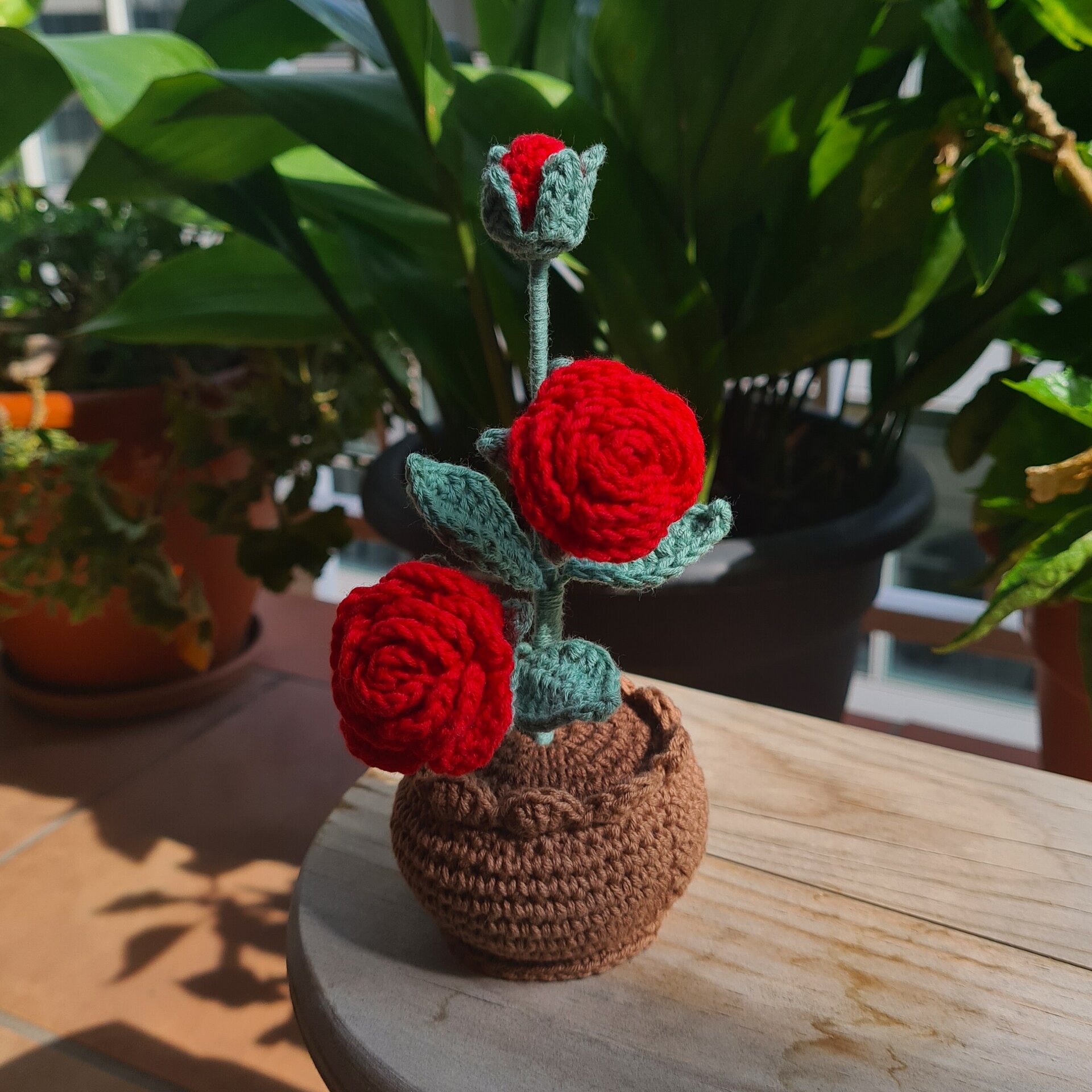 Plantas en maceta - 4