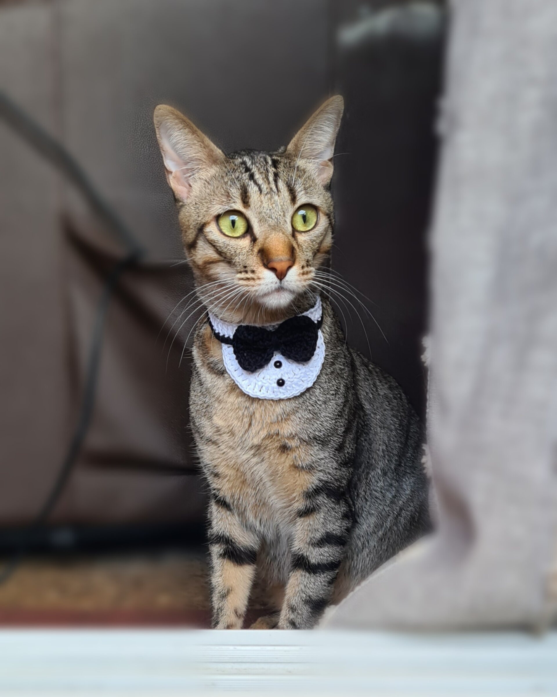 Smokin-collar para gatitos - 2